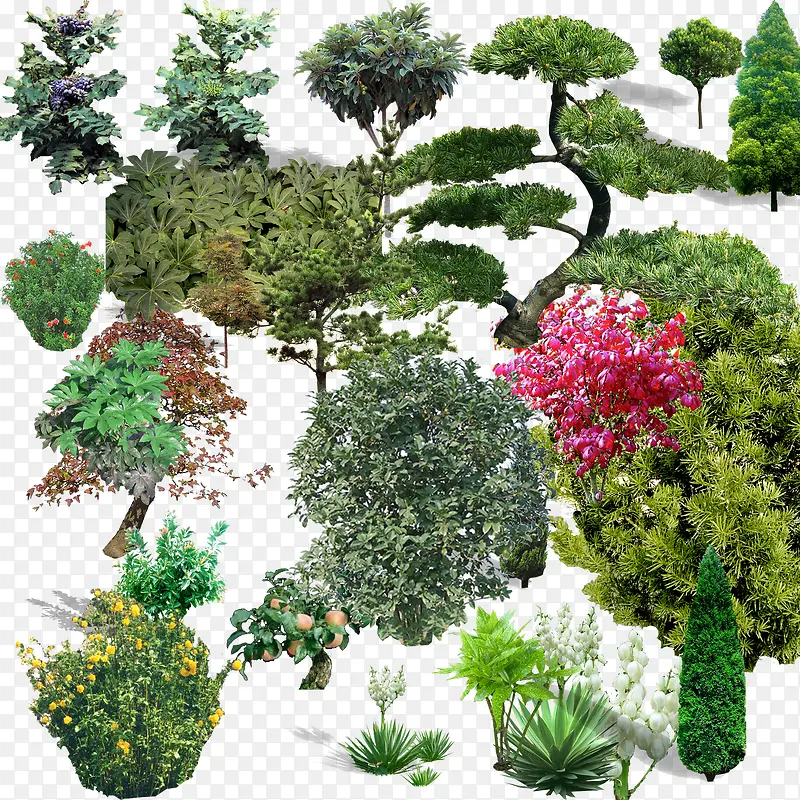 各种树木植物
