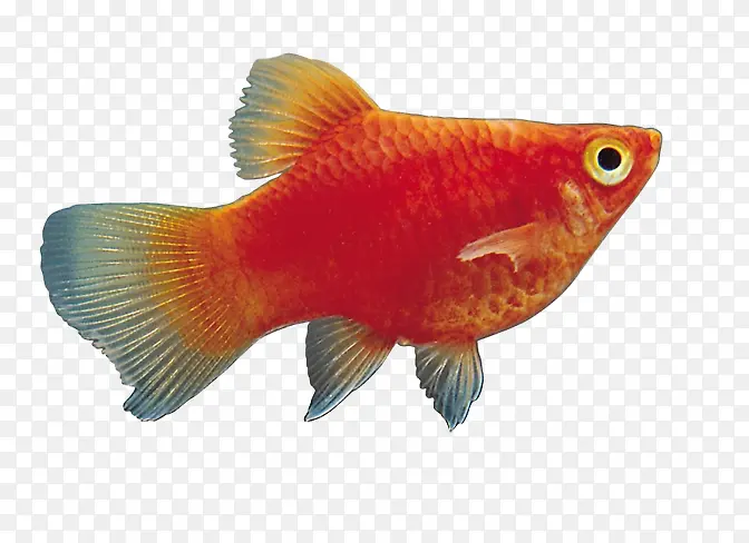 红色的金鱼素材图片