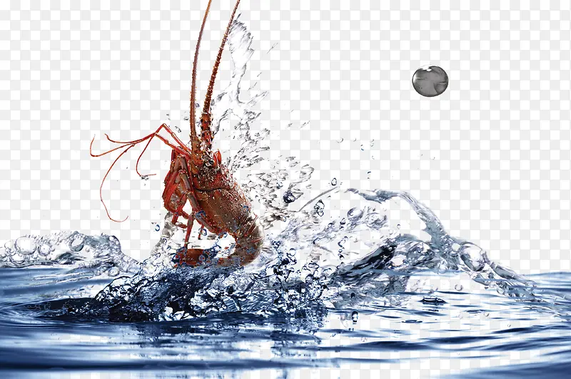 水中跳跃的龙虾