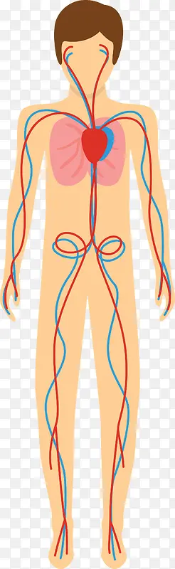 人体器官矢量图
