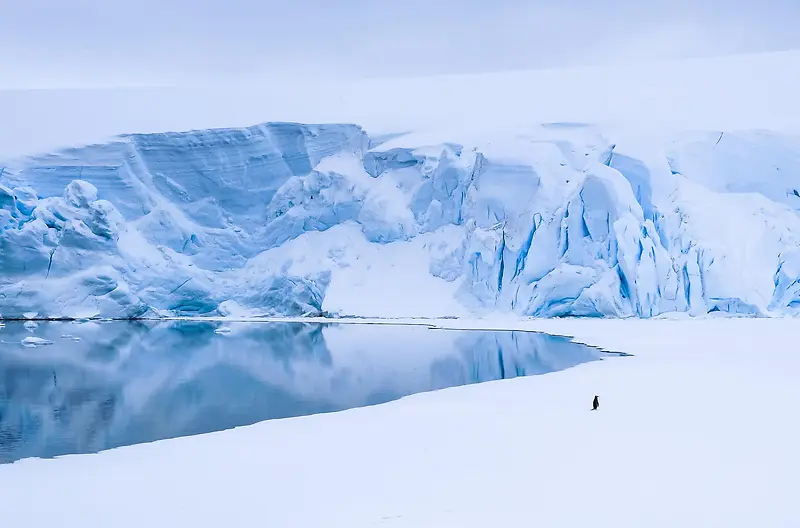 南极雪山冰面企鹅背影图