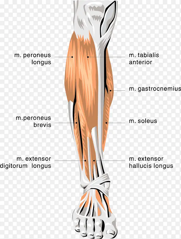 人肢体器官图