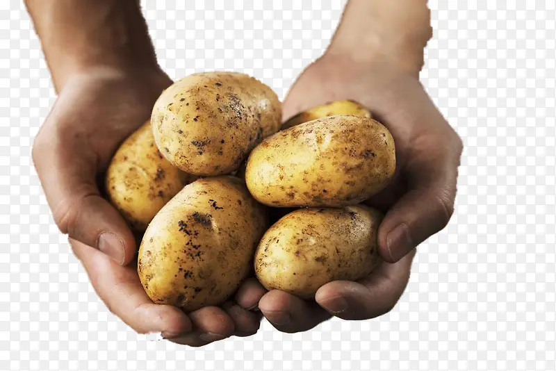 捧在手心的土豆