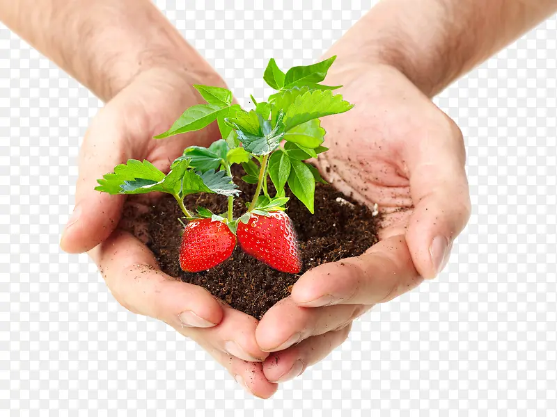 手捧土壤和嫩芽草莓