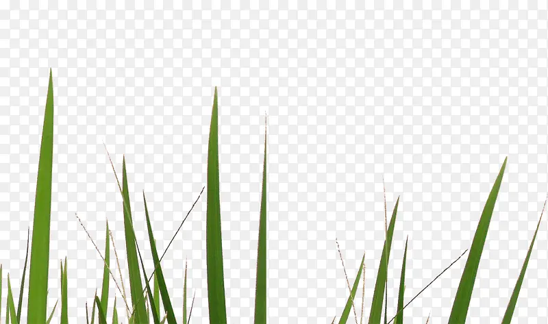 蓬勃生长的绿色小草