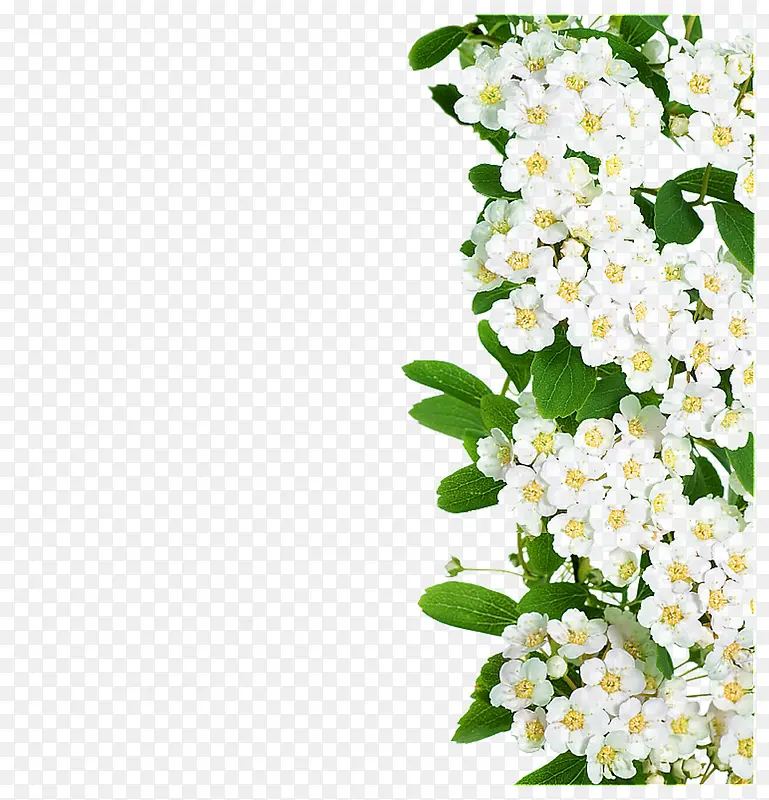 白色小花绿色树叶