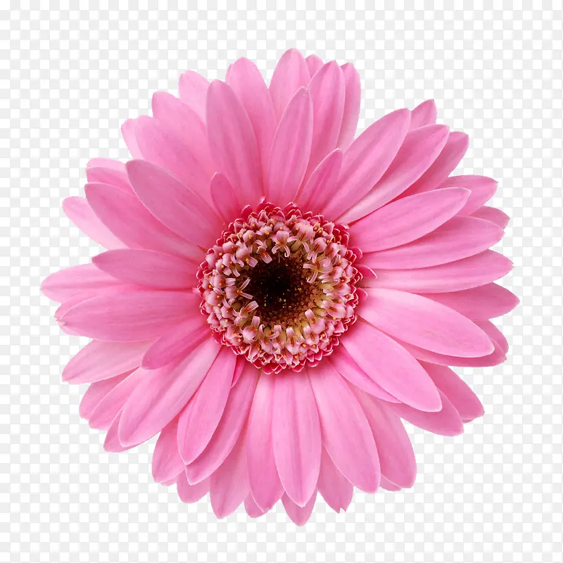粉色菊花花朵
