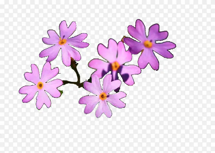 春季代表花卉紫色迎春花