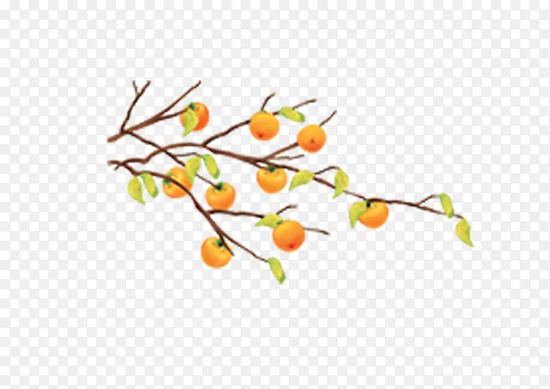 橘子树秋天黄色落叶树枝