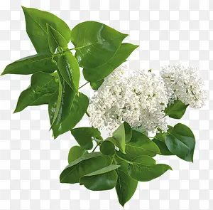 茂密绿叶白色花朵
