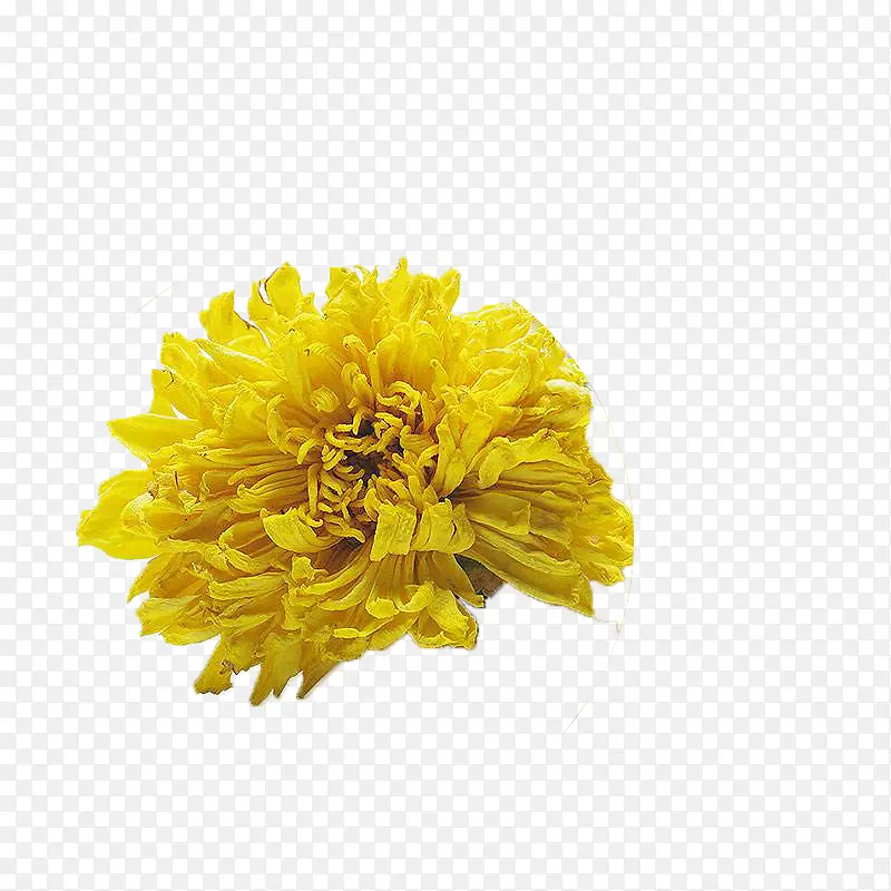 一朵盛开的黄色金丝菊