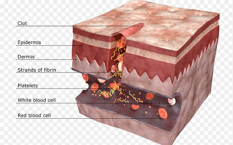 皮肤细胞介绍