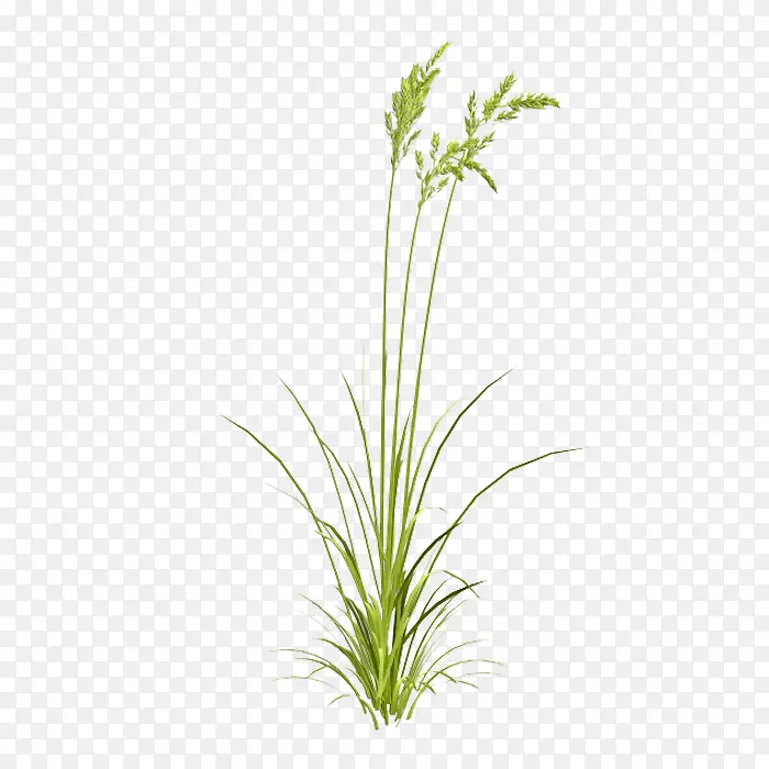 小草