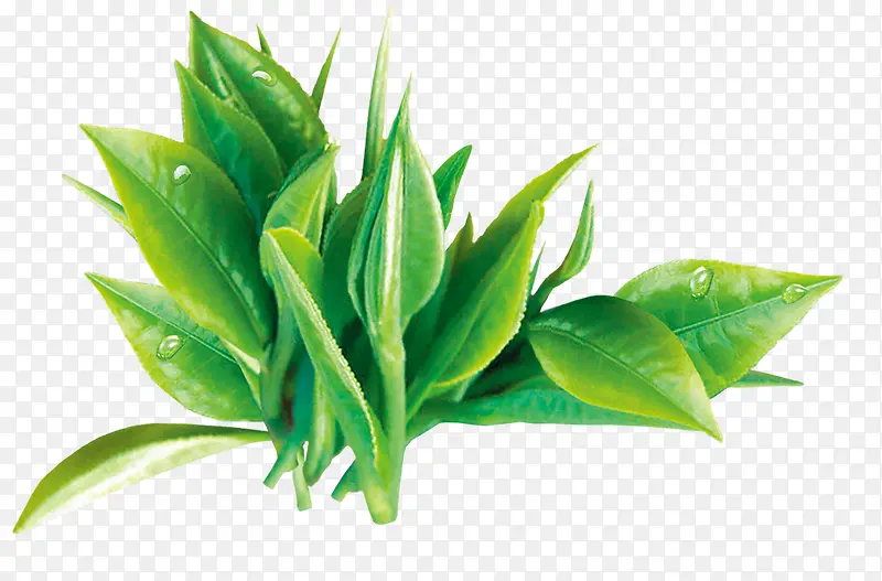 茶叶嫩芽