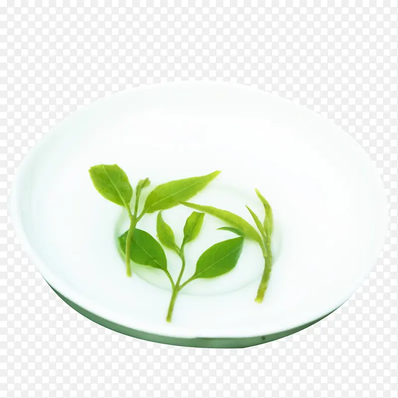 绿色茶叶嫩芽素材