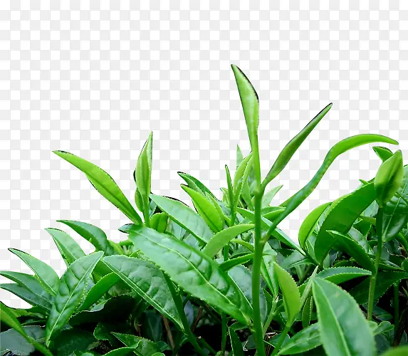 新鲜茶叶