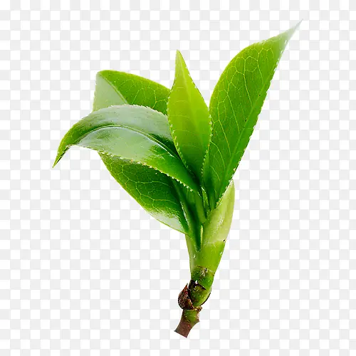 新鲜茶叶嫩芽