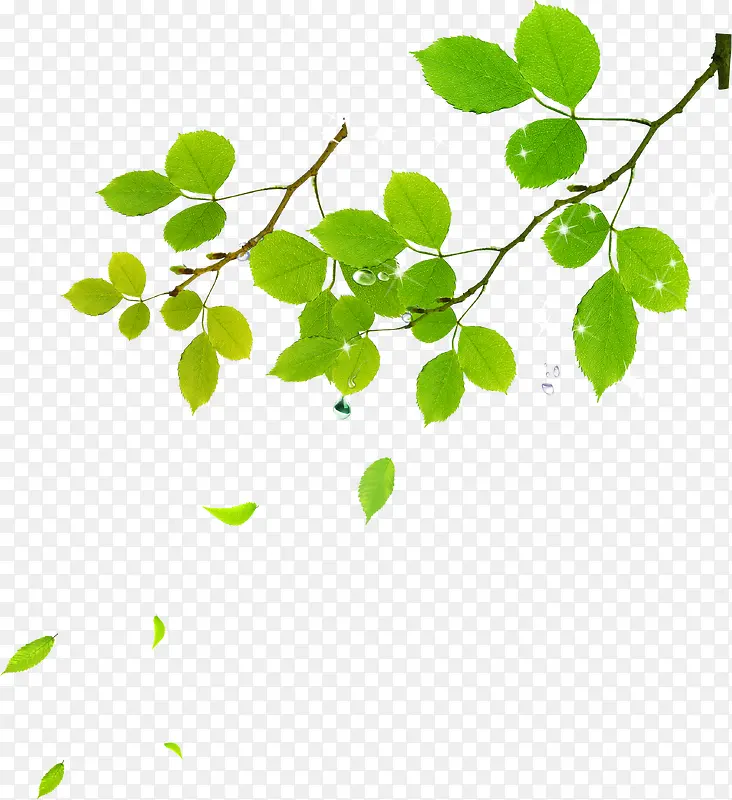 绿色漂浮树叶树枝