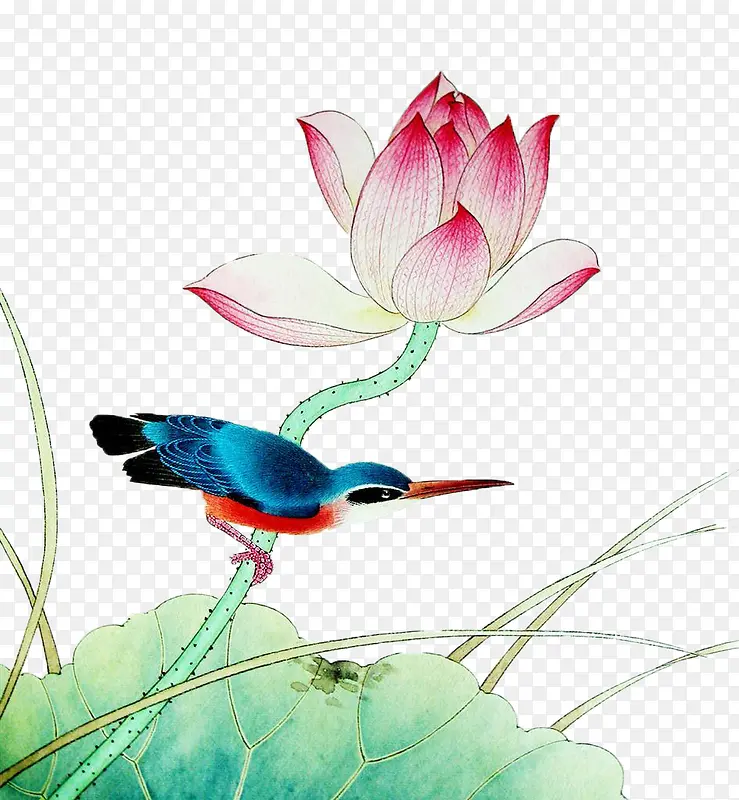 手绘荷花