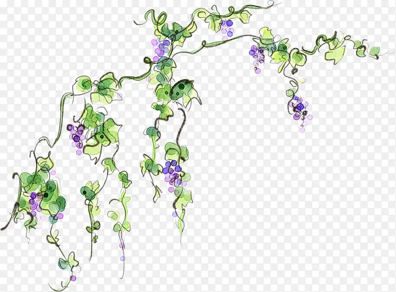 手绘紫色葡萄藤装饰植物