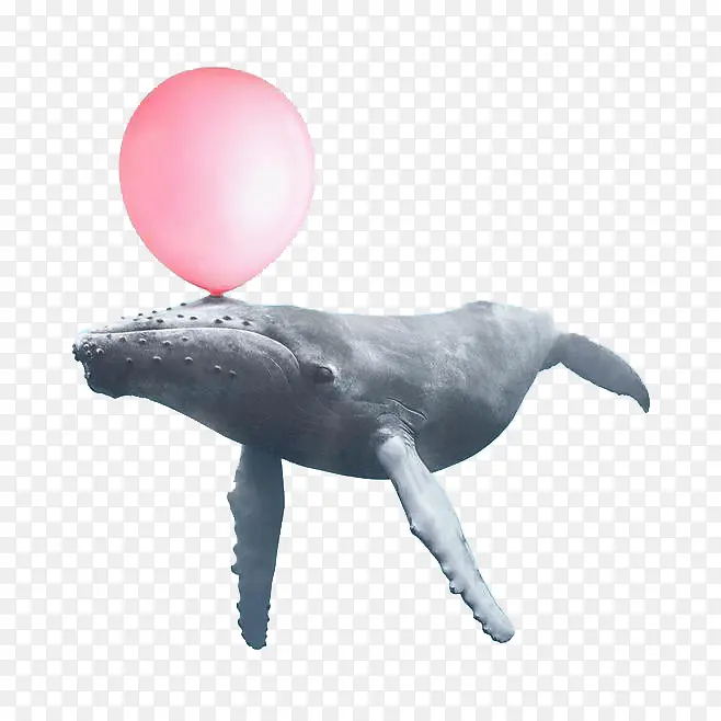 顶着气球的鲸鱼