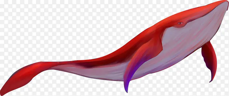 海世界温顺红色鲸鱼