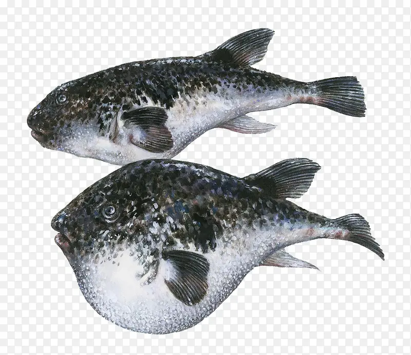 2条新鲜河豚鱼