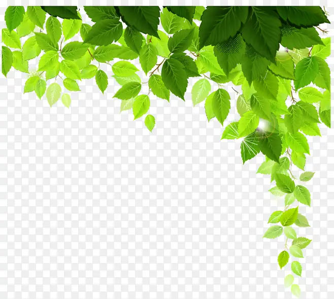 免抠透明绿色下垂树叶