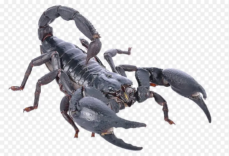 毒虫蝎子