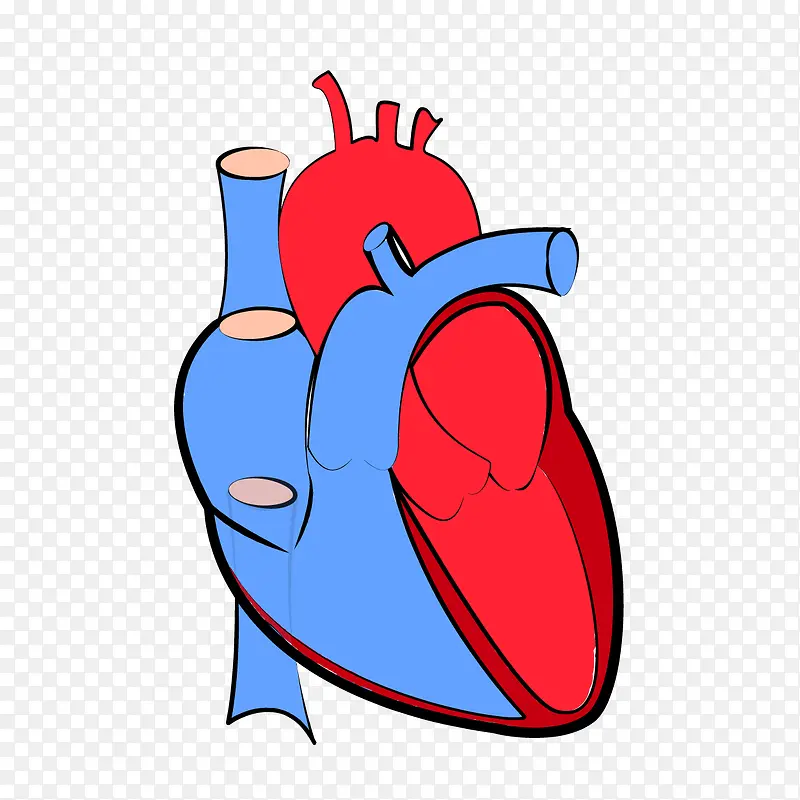 器官心脏