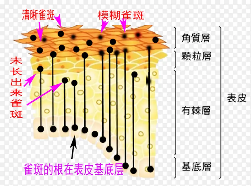 皮肤组织构成图片