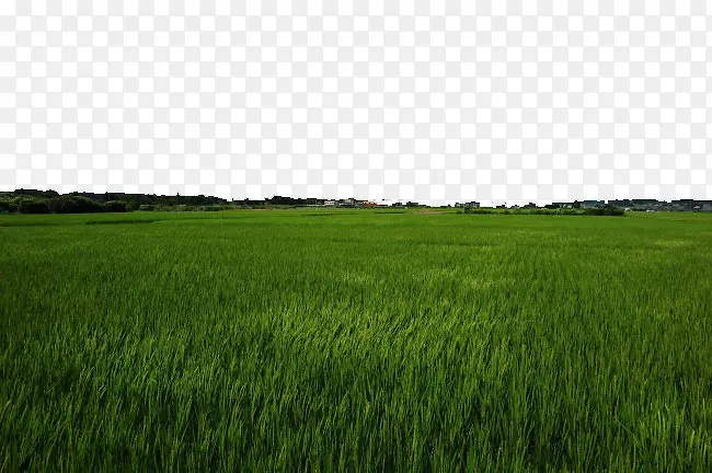 翠绿的麦田