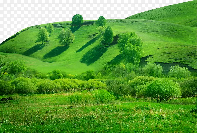 绿色山丘上的树