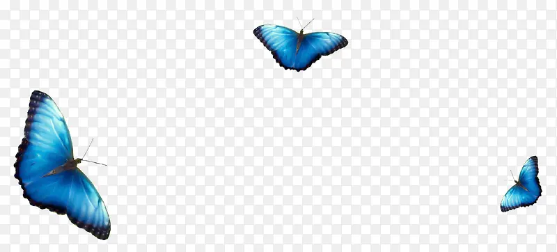 蝴蝶蓝色三只蝴蝶