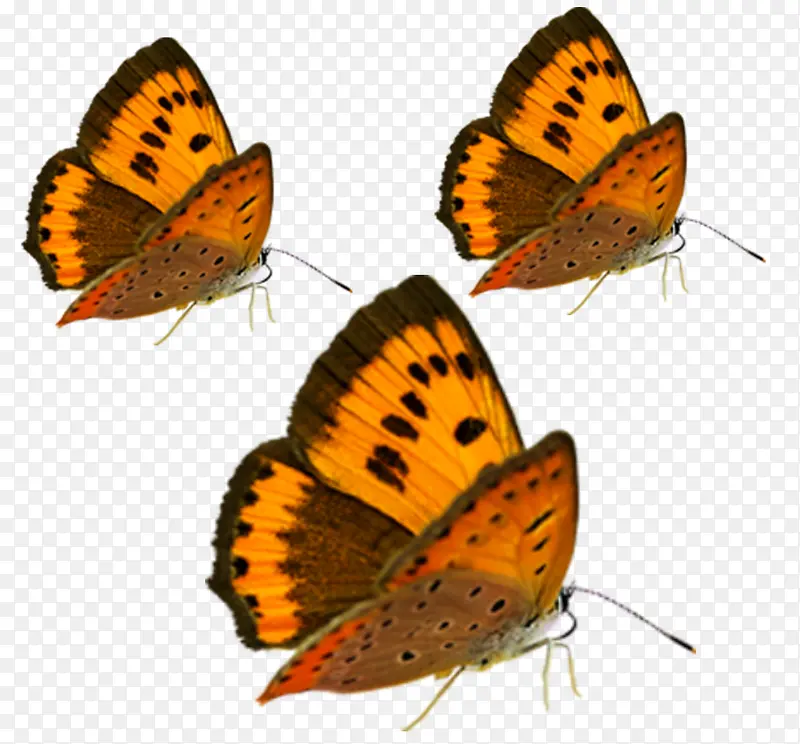 三只蝴蝶图片