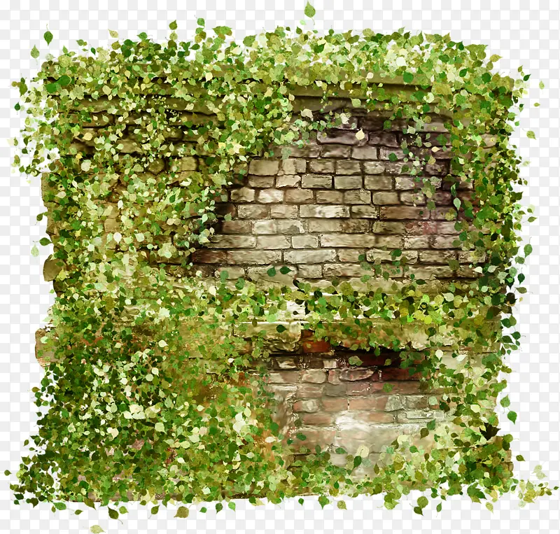 爬满绿藤的墙壁