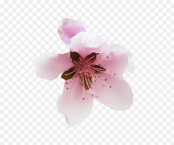 一朵粉梨花花瓣图片素材