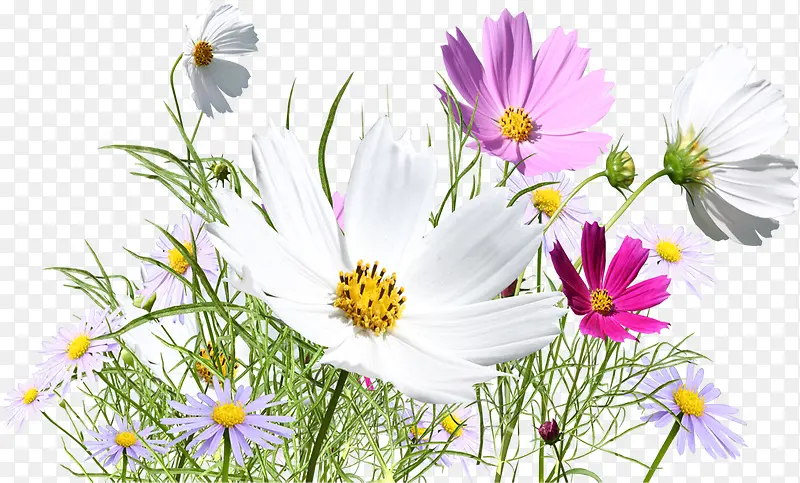 创意合成摄影白色的花丛