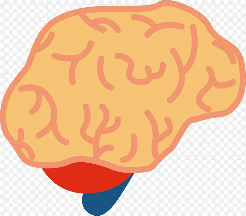 人体小脑