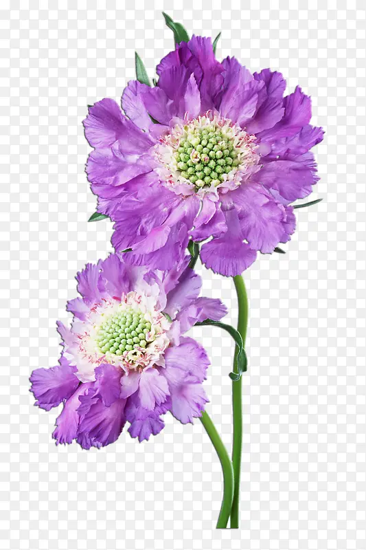 紫色瓜叶菊