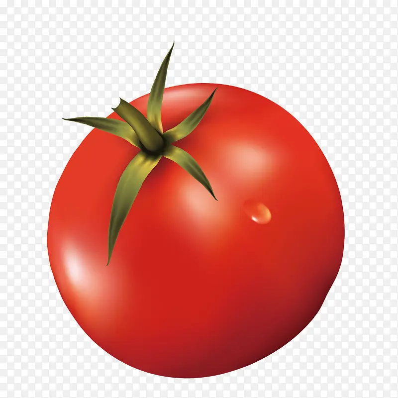 新鲜西红柿矢量图