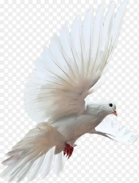 白色和平鸽子