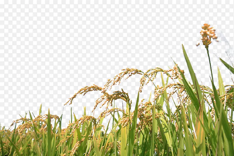 成熟稻田
