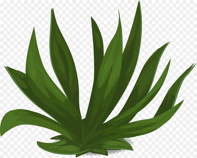 绿色海草植物