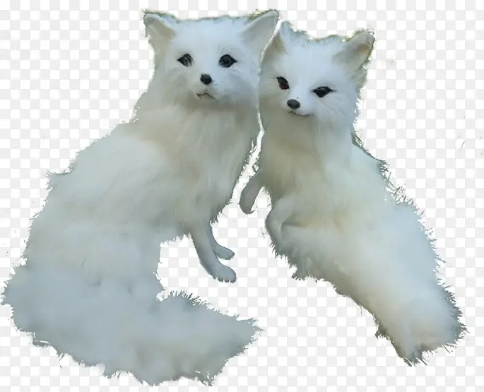 两只小白狐