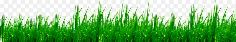 绿色成长小草草坪