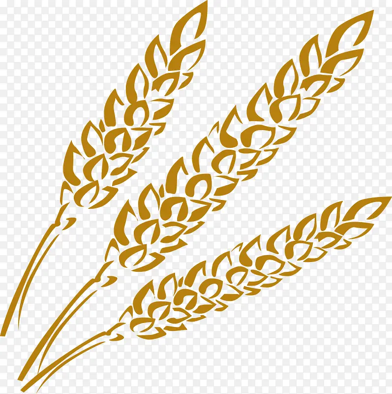 丰硕的小麦麦穗手绘图
