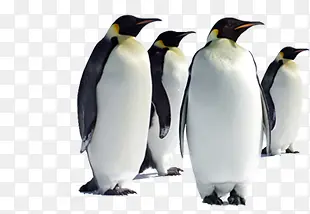 高清摄影成群结伴的企鹅