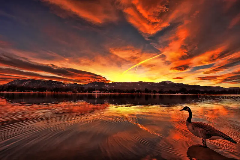 夕阳下站在海水里的鸭子