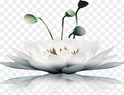 水墨风格白色的白莲花